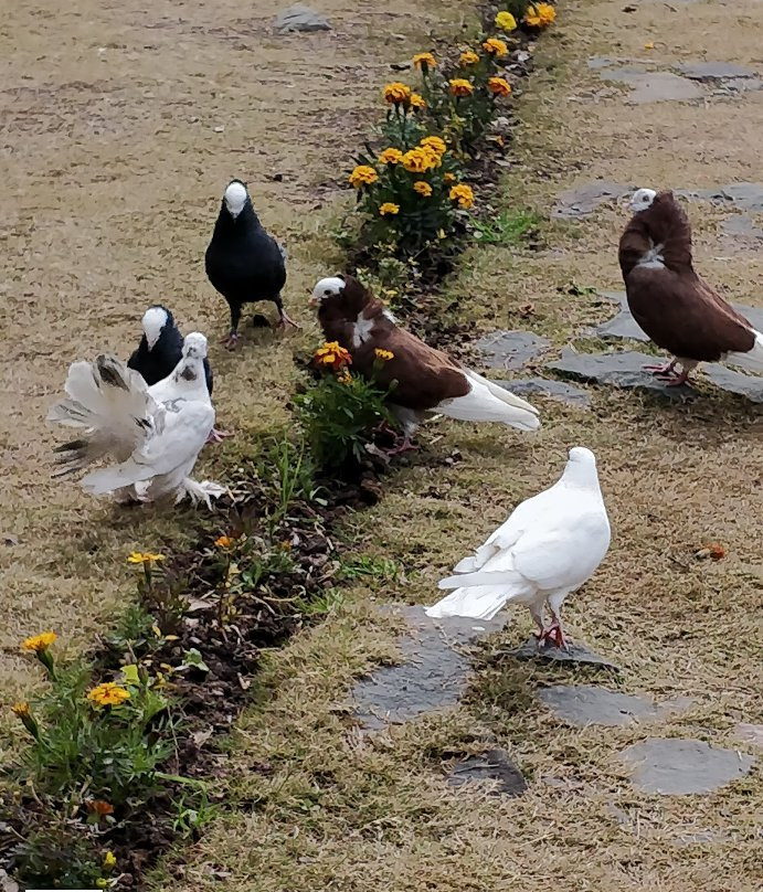 Dippy's The Boutique Hotel主图