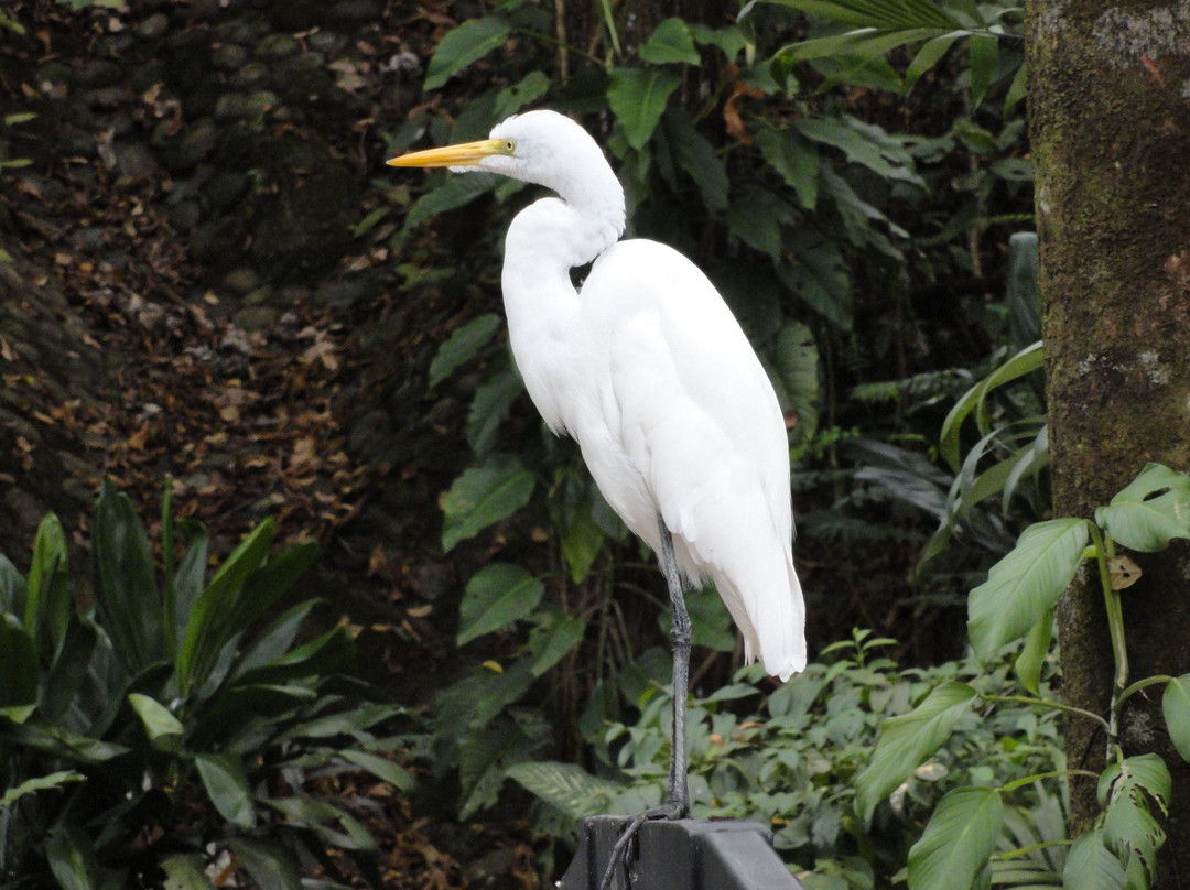 Bioparque Los Ocarros景点图片
