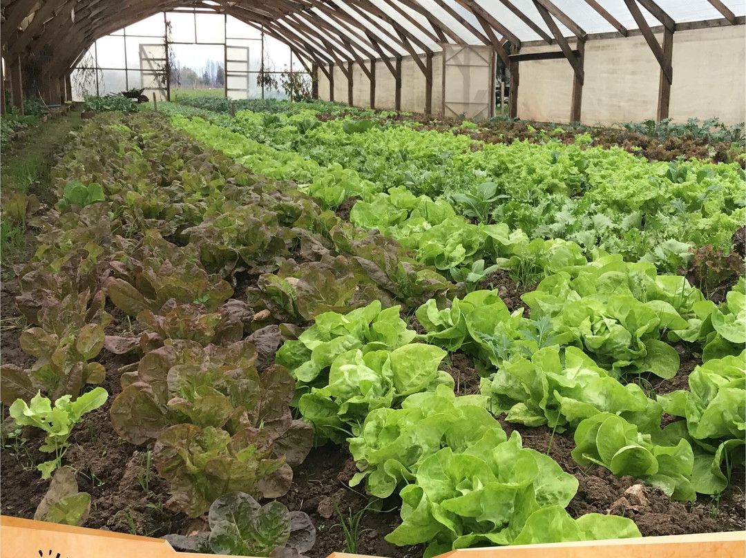 Agricola Anka Mapu-San Clemente必去景点