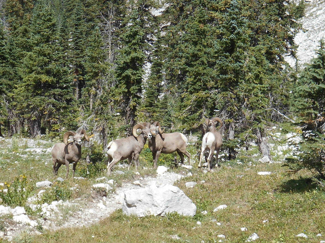 A Lazy H Outfitters-Choteau必去景点