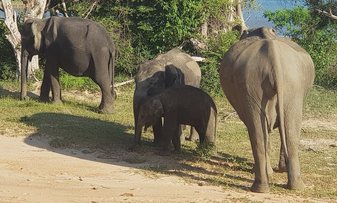 Best Yala Safaris - Day Tours景点图片