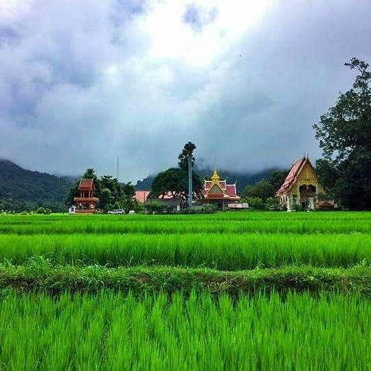 Thueng Phueng Temple景点图片