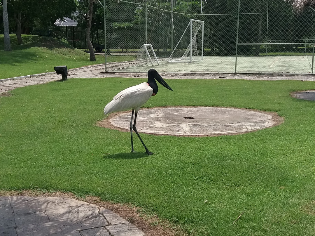 Pantanal Park Hotel主图