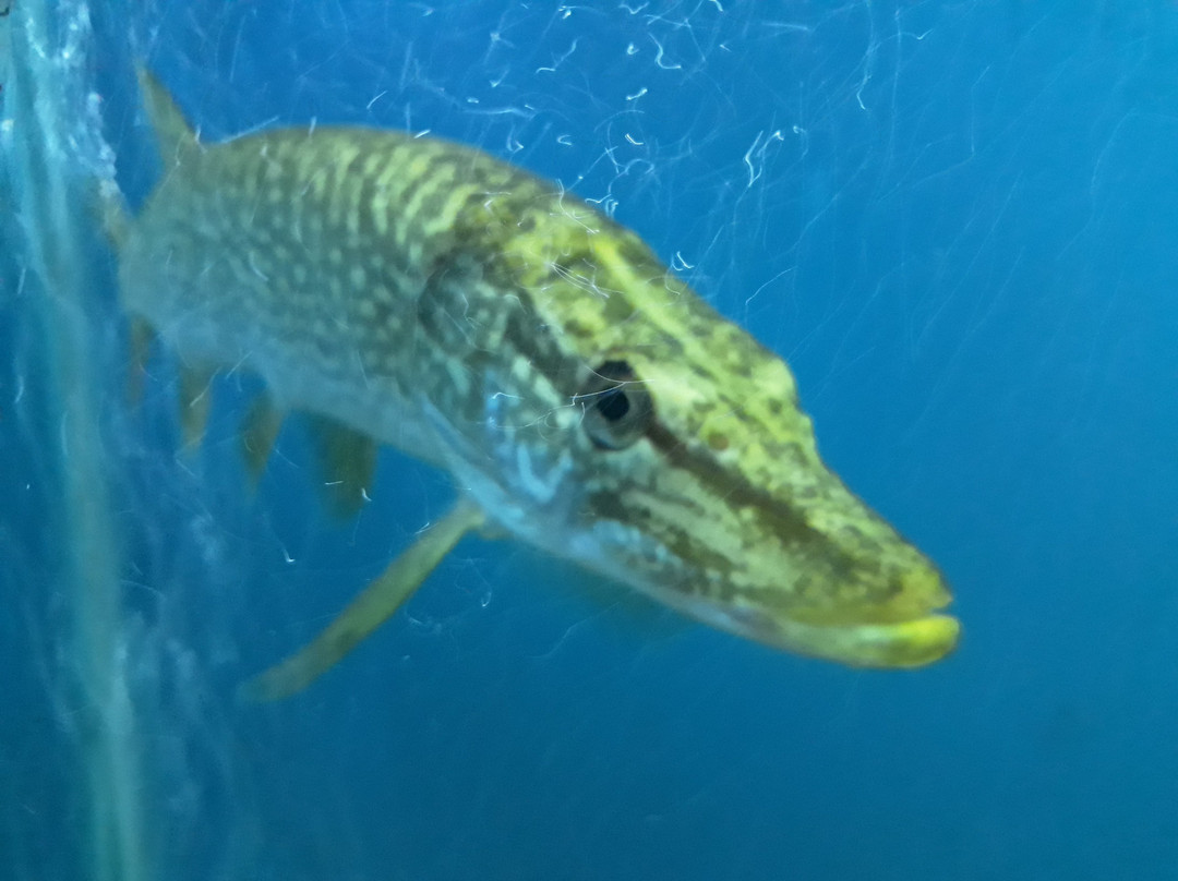 Aquarium景点图片