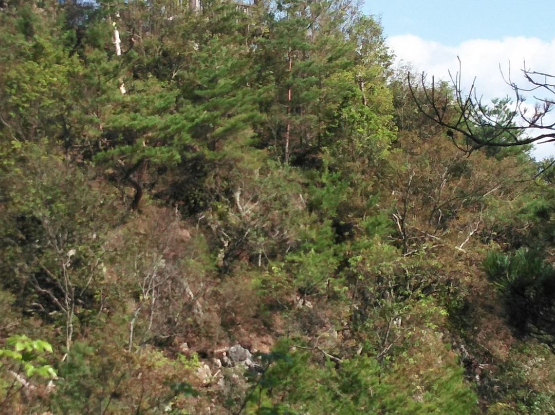 Sarubami Castle-坂祝町必去景点
