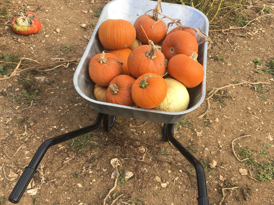 Pumpkin Picking Patch景点图片
