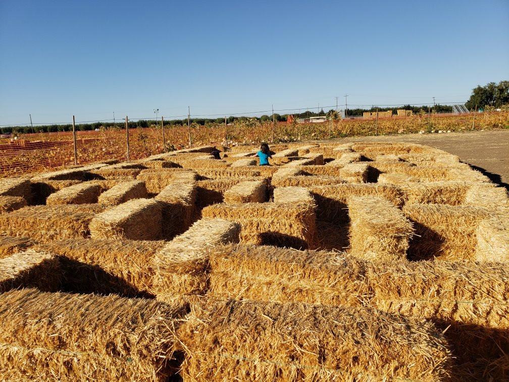 Cool Patch Pumpkins-Dixon必去景点