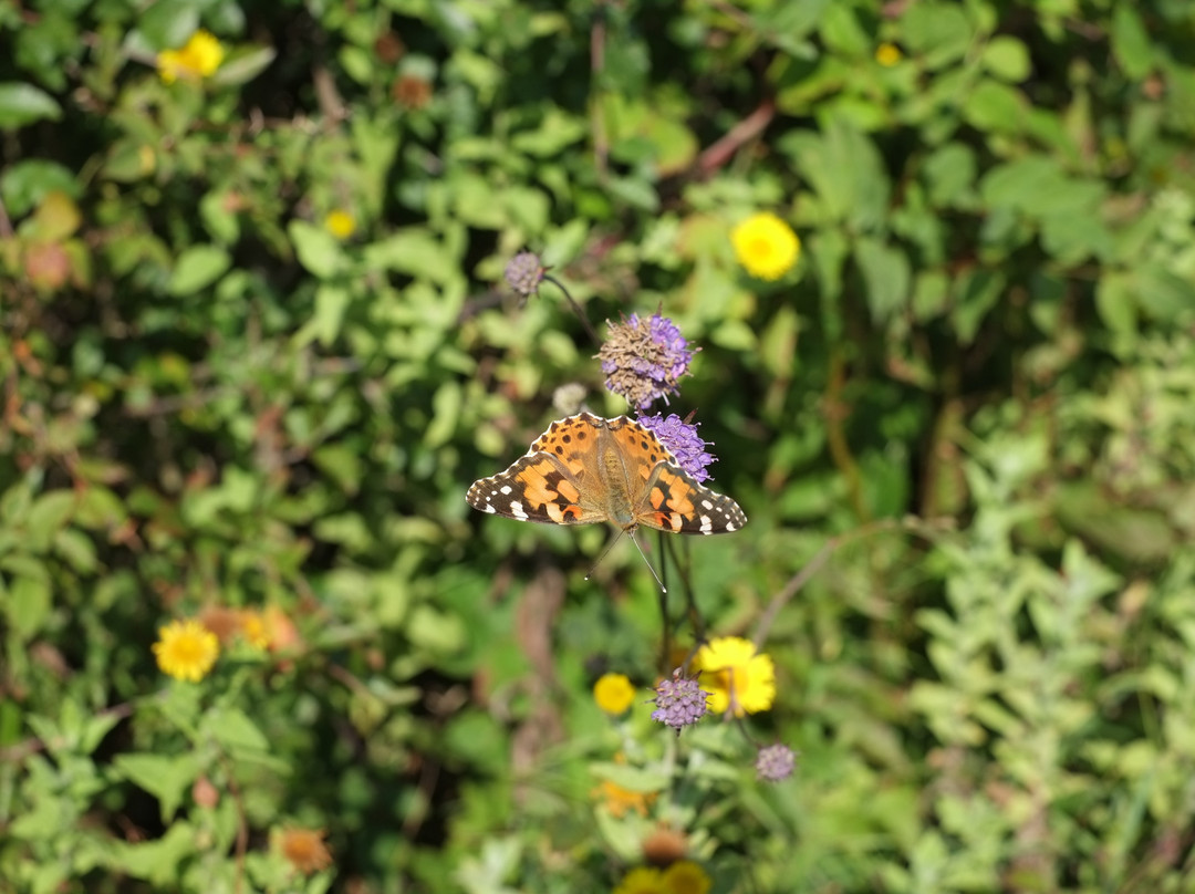 Lavernock Point - Penarth nature reserve景点图片