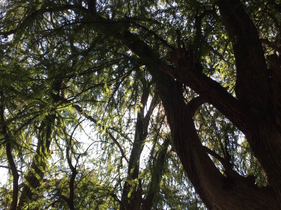 Parque Ecologico El Sabinal-阿瓜斯卡达特斯必去景点