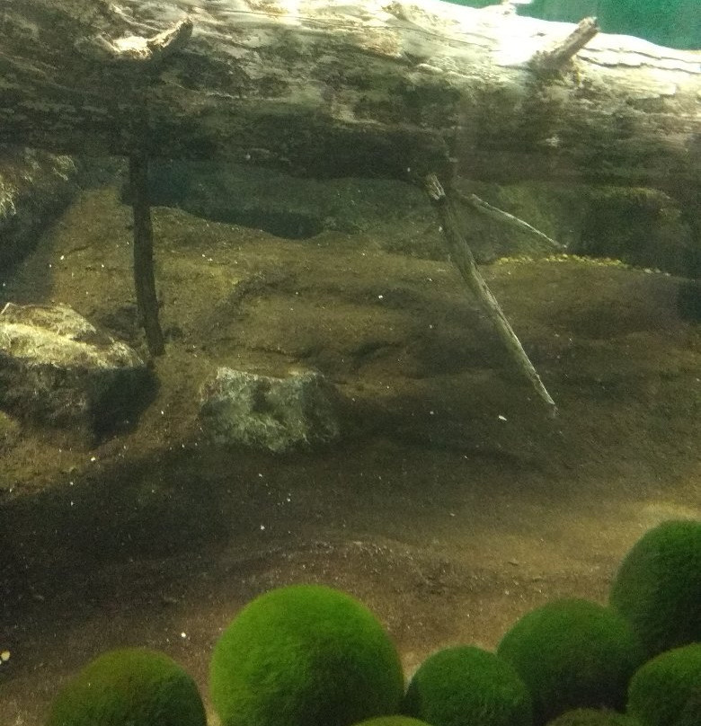 Marimo Exhibition and Observation Center-钏路市必去景点