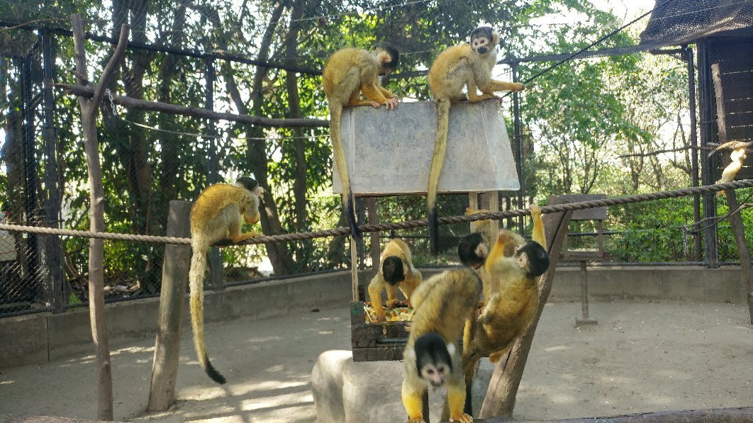 Miyazaki City Phoenix Zoo-宫崎市必去景点