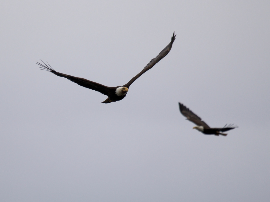 k'awat'si Tours-哈迪港必去景点
