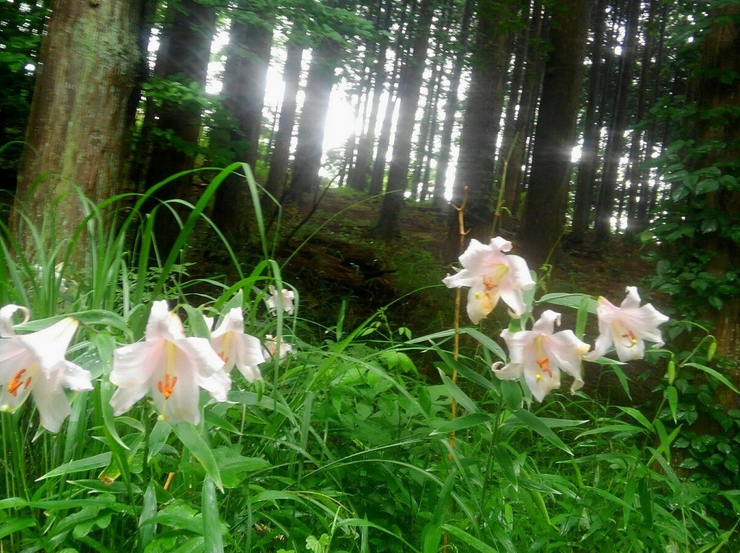 Wachisan Yaso no Forest-京丹波町必去景点