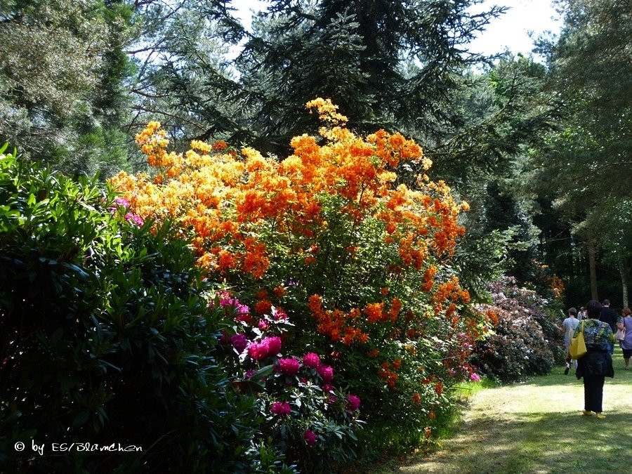 Rhododendronpark Jansen景点图片