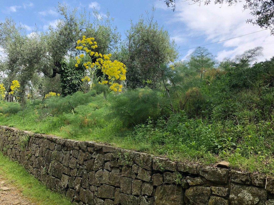 Isola Maggiore旅游攻略图片