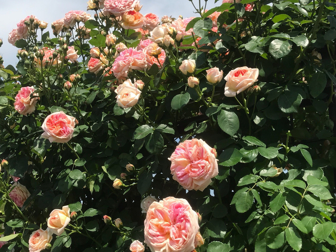 Eco Park Minamata-水俣市必去景点