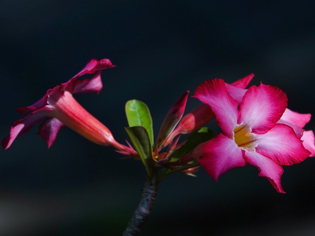 El Homestay Bali主图