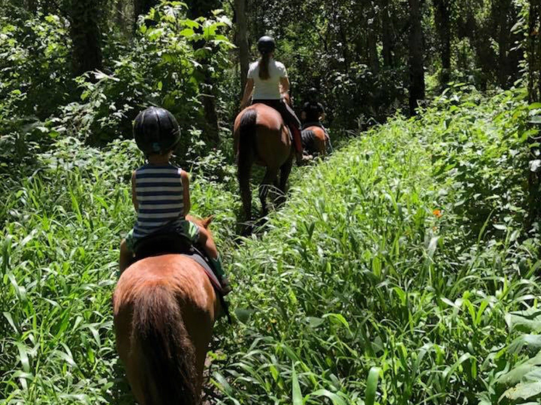 Horse Riding Hinterland景点图片