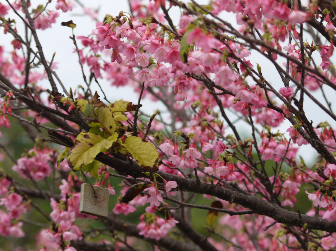 Sakura Komichi景点图片