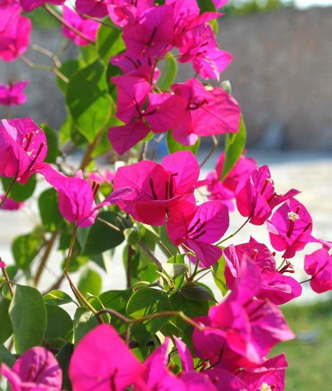 Amforeas Estate主图