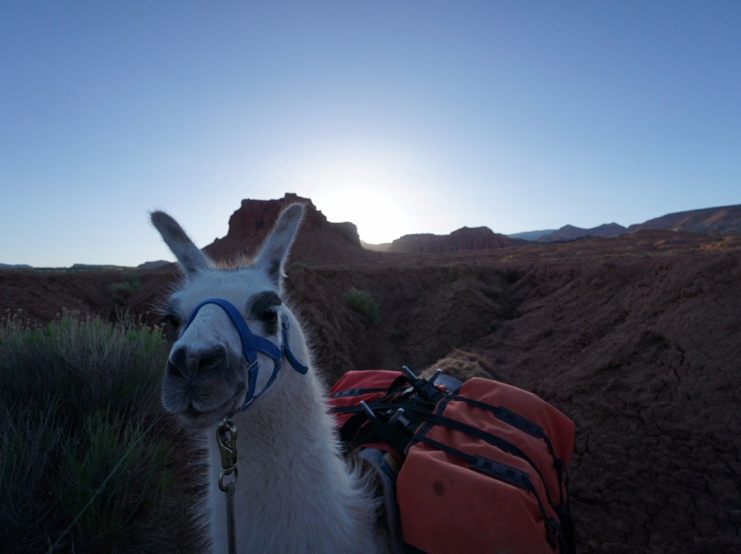 Wilderness Ridge Adventures景点图片