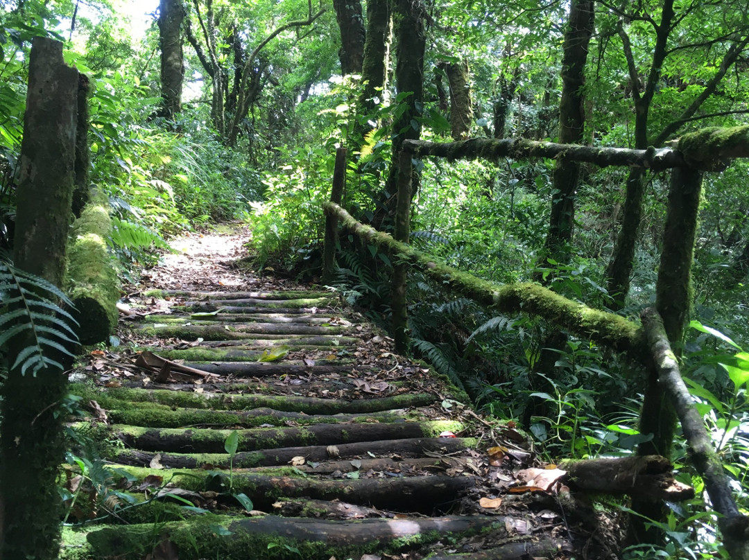 Bosque Caricias los Leones景点图片