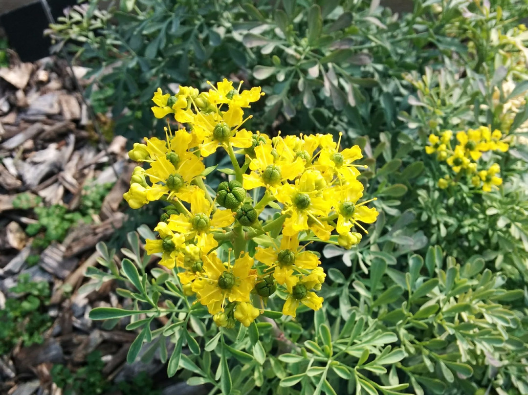 Giardino dei Semplici景点图片