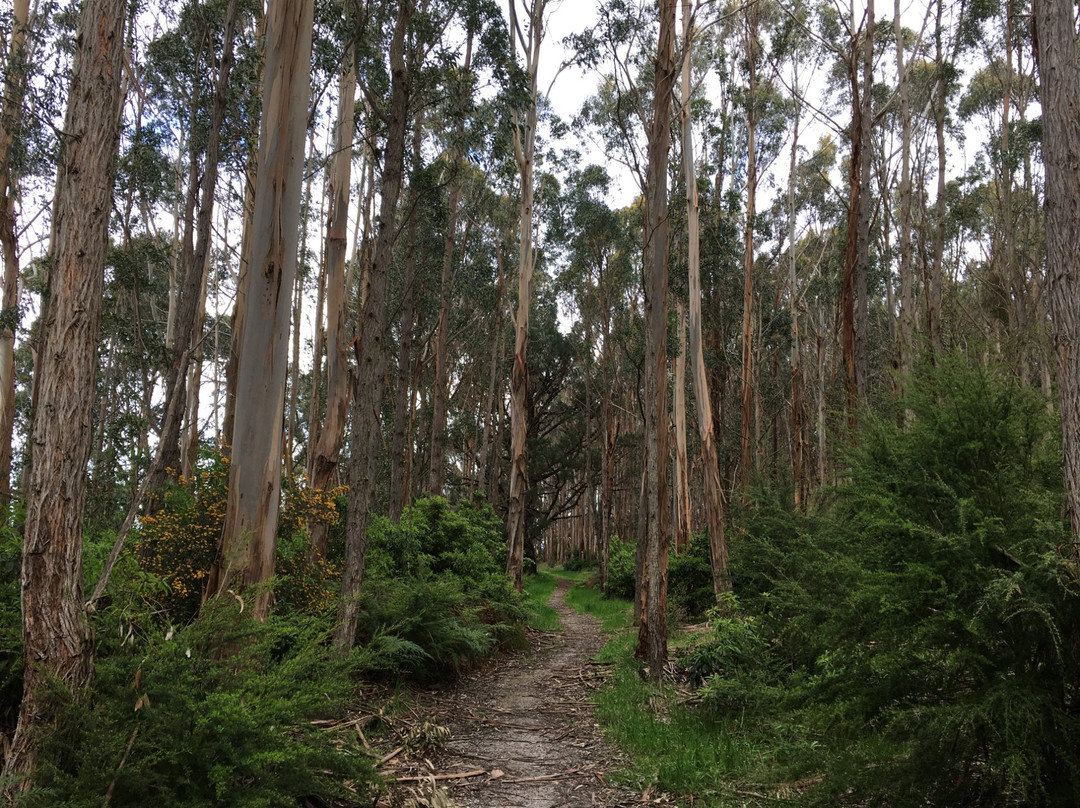 Forrest Mountain Bike Trails-Forrest必去景点