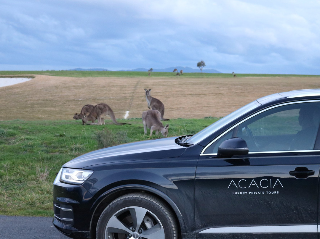 Acacia Luxury Private Tours-墨尔本必去景点