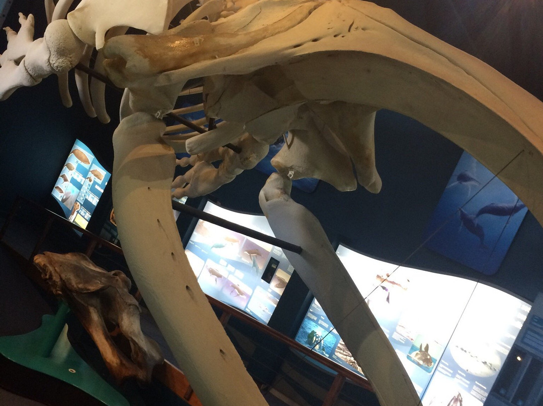 The Whale House Museum-赫曼努斯必去景点