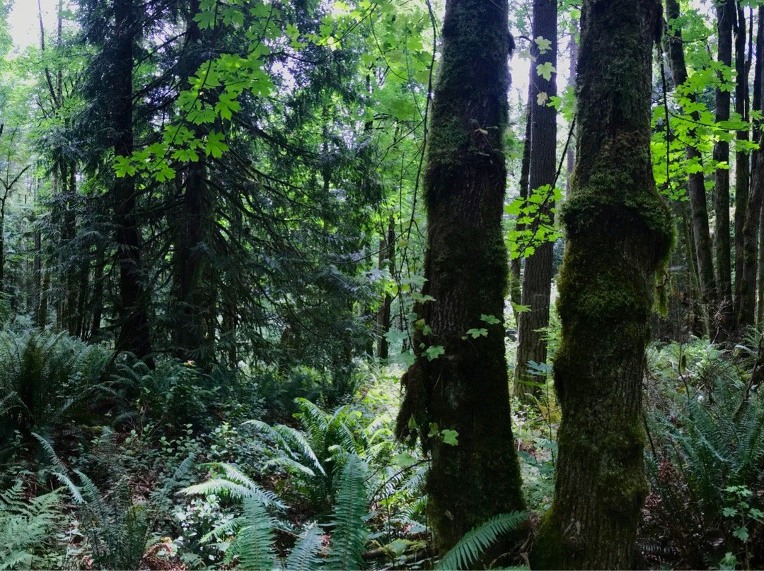 Squak Mountain State Park-伊瑟阔必去景点