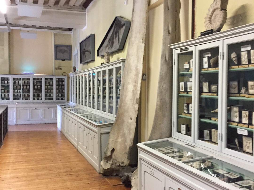 Muséum de Rouen景点图片