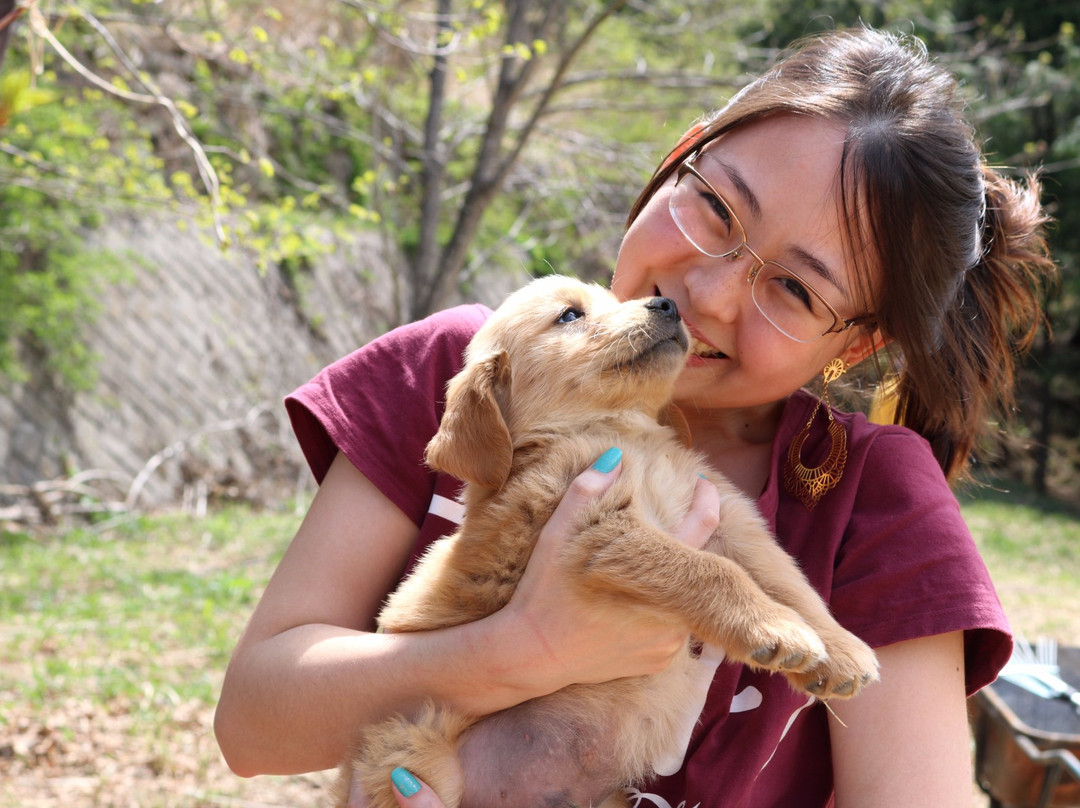 Yatsugatake Dog Farm-南牧村必去景点