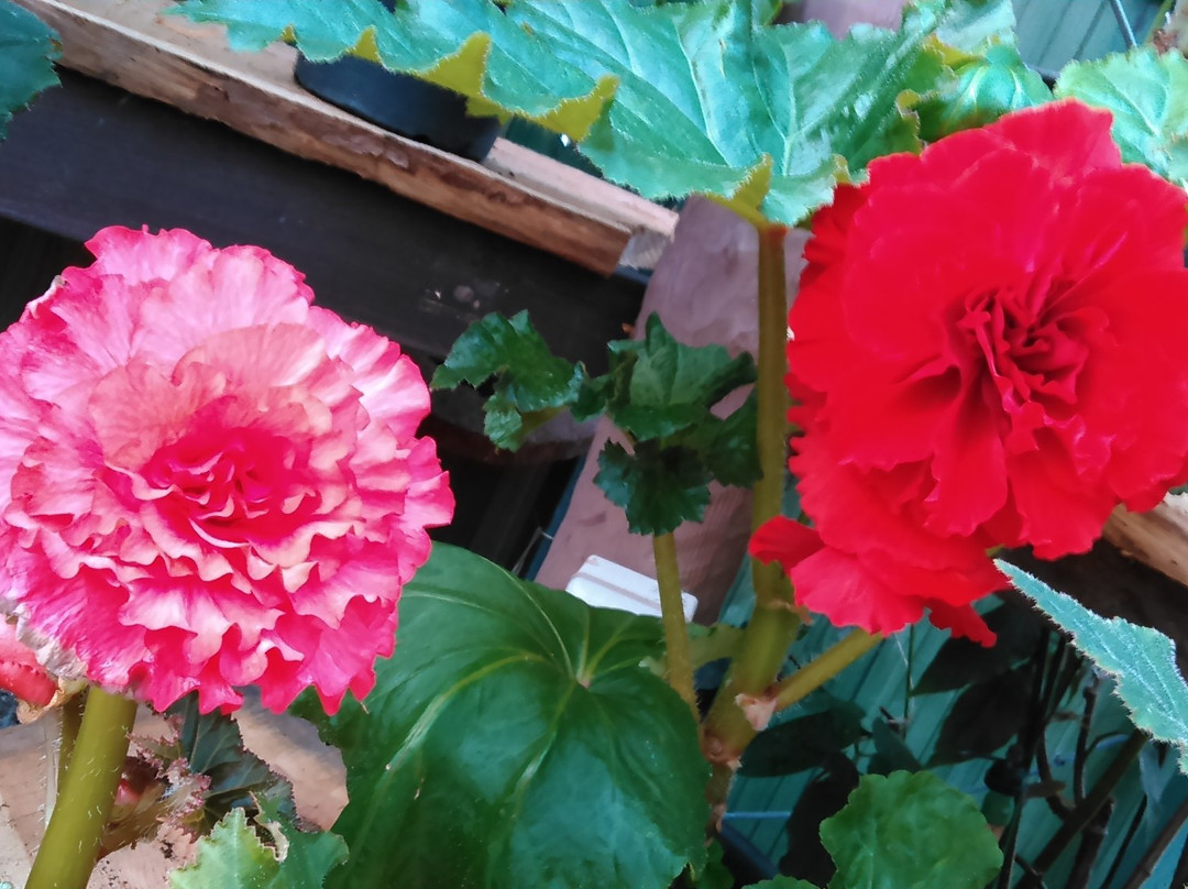 Begonia Garden-唐津市必去景点