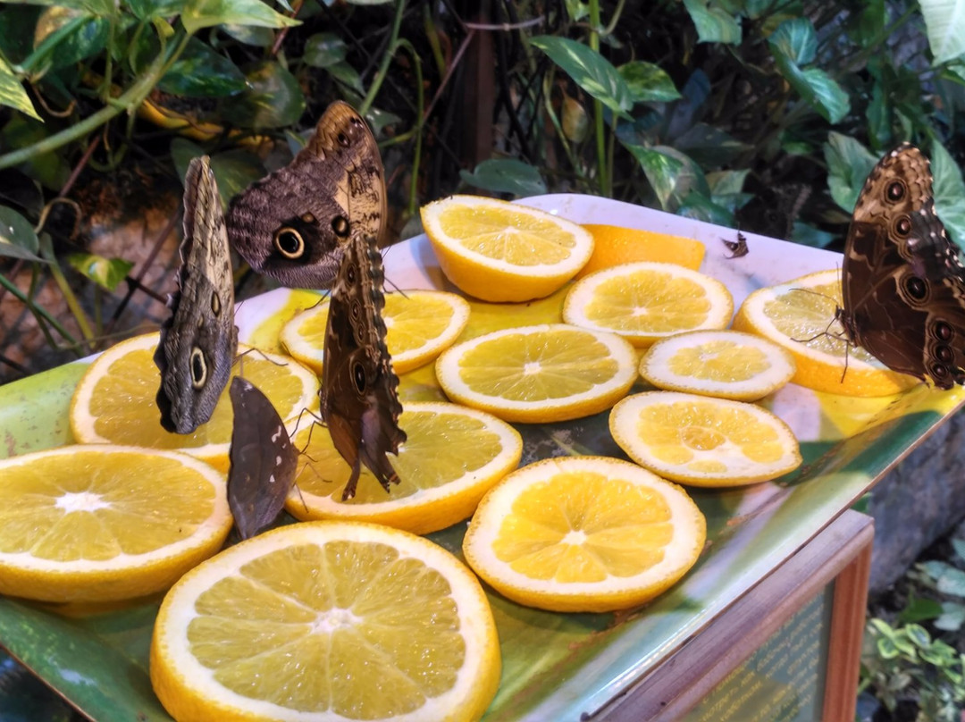 Tropical Butterflies Garden Mindo景点图片