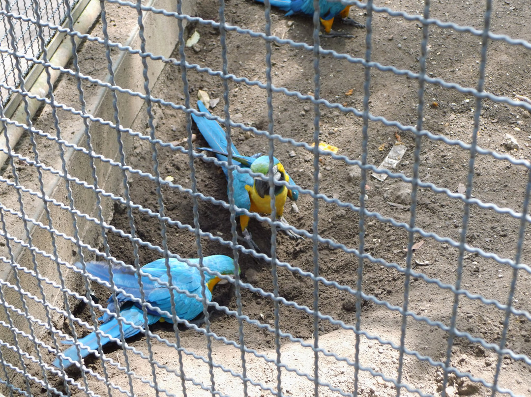 Parque Zoologico La Guaricha景点图片