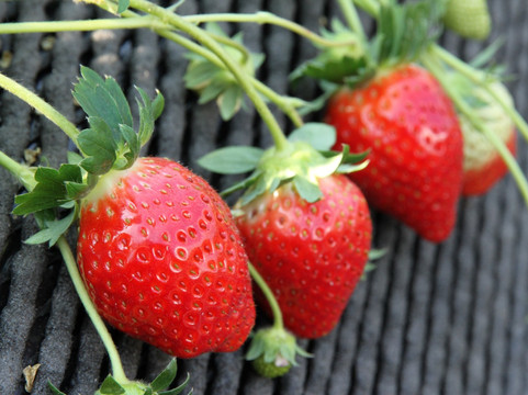 玉东町旅游景点-Kichijien