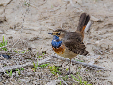 Birdwatching Spain-Grau de Gandia必去景点