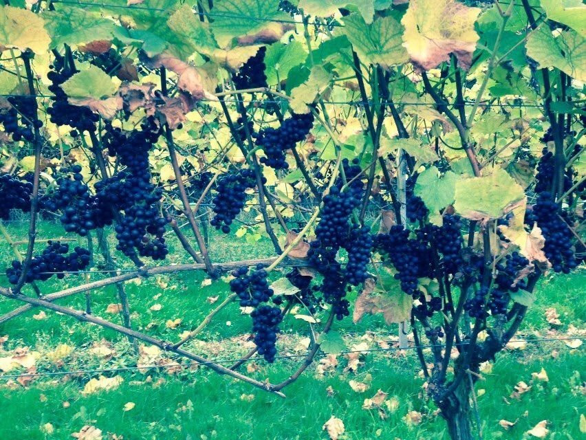 Upperton Vineyards景点图片