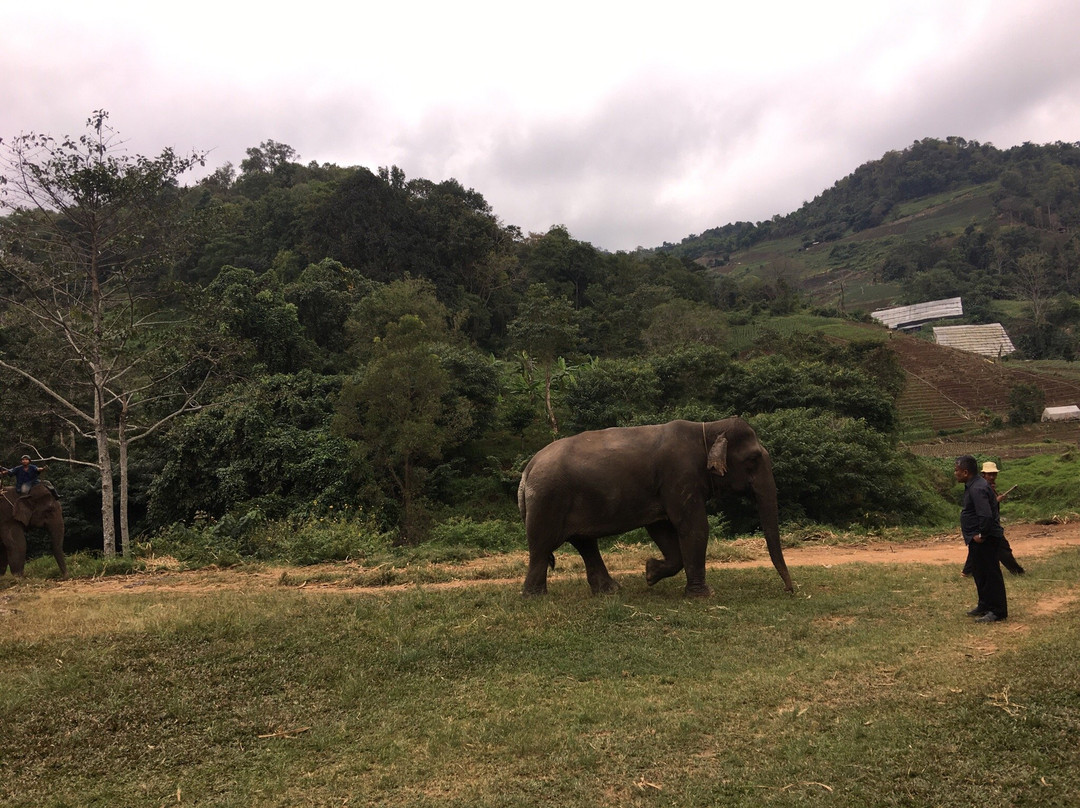 Pong Yang Elephant Camp景点图片