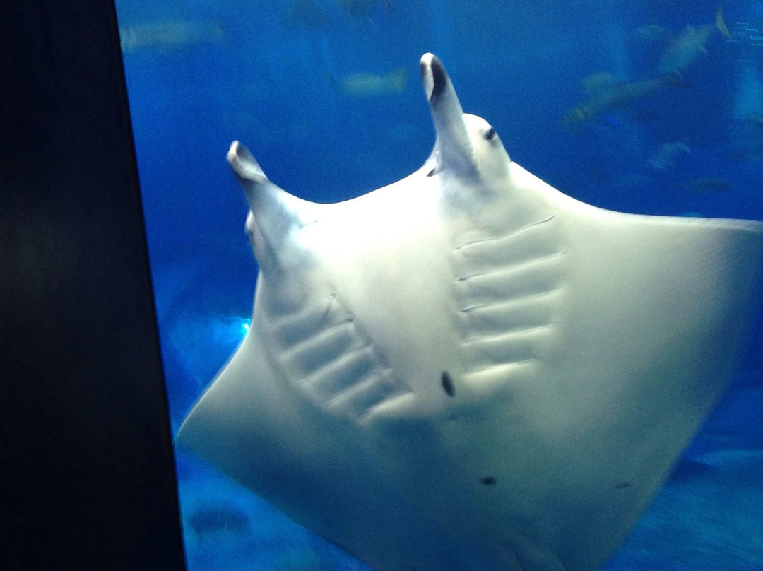 Manza Ocean Park景点图片