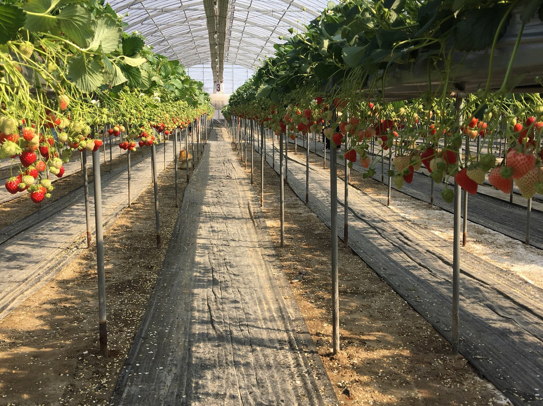 Yasuhara Strawberry Farm-仓敷市必去景点