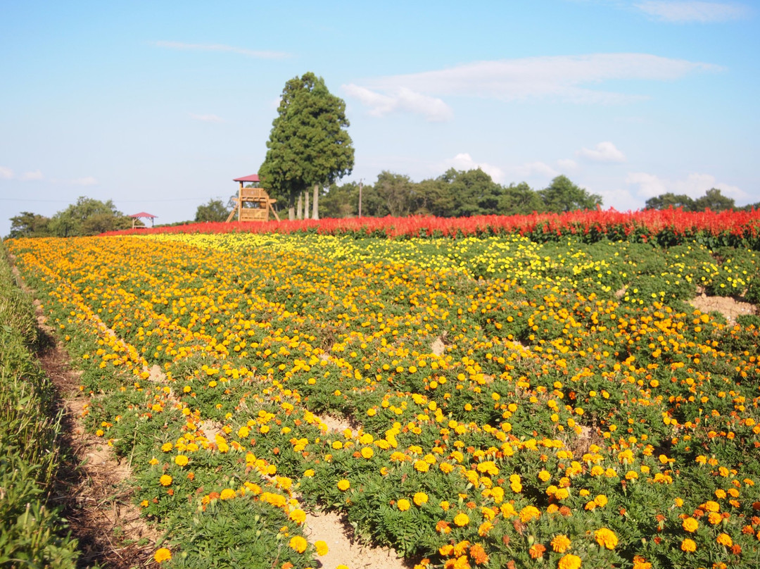 Menard Aoyama Resort Herb Garden景点图片