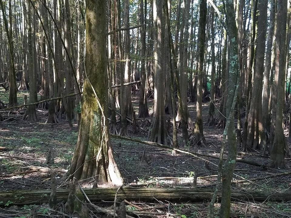 Noxubee National Wildlife Refuge-Brooksville必去景点