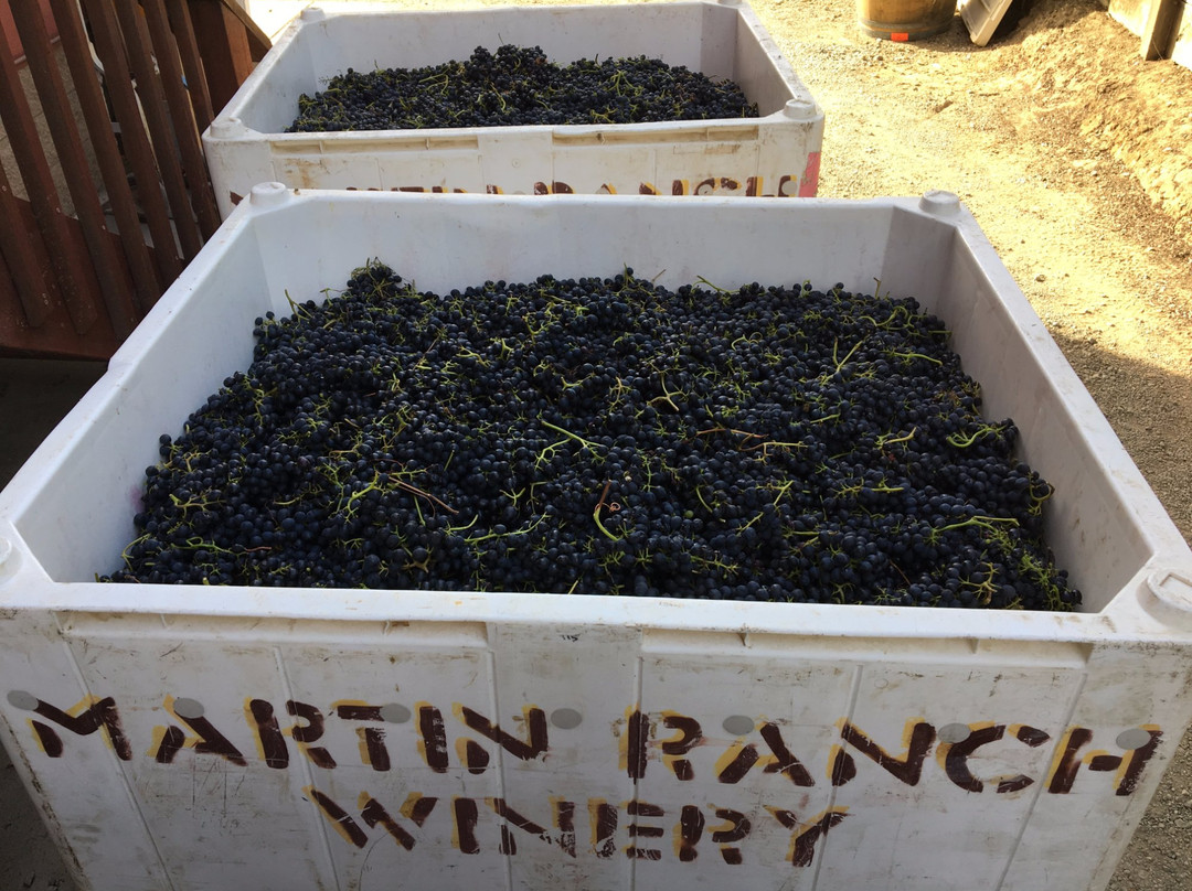 Martin Ranch Winery-吉尔罗伊必去景点