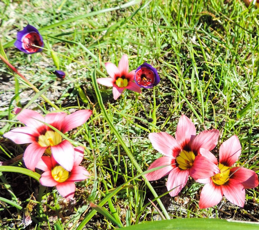 Tienie Versfeld Wildflower Reserve-Darling必去景点