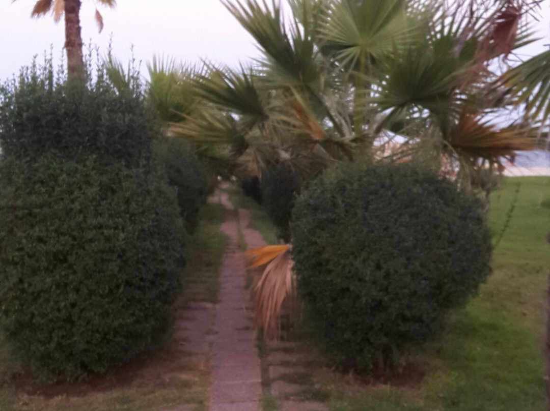 Classic Buggy Rentals主图