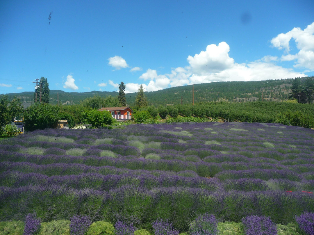 Forest Green Man Lavender景点图片