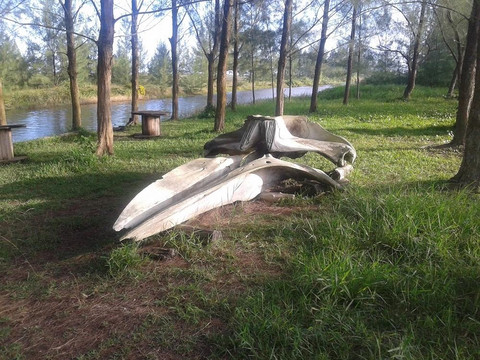 Viareggio Beach-Ilha Comprida必去景点