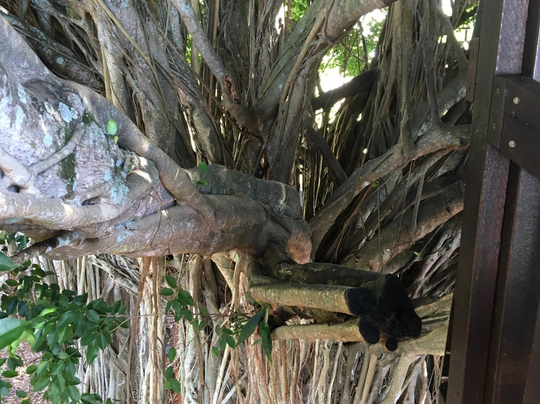 Figtree Playground-凯恩斯必去景点